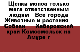 Щенки мопса только мега-ответственным людям - Все города Животные и растения » Собаки   . Хабаровский край,Комсомольск-на-Амуре г.